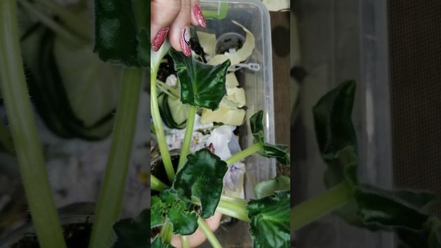 Фіалка ЛЕ-Бриллиант Тиффані сорт і спорт...