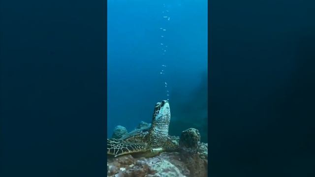 Морские черепахи спят прямо в океане