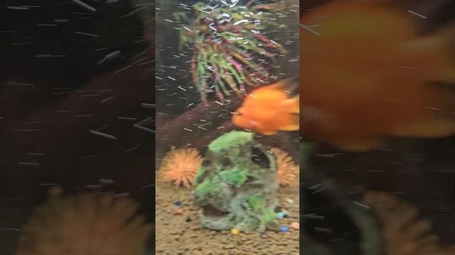 #short #природа #usa Рак Керюша смотреть онлайн