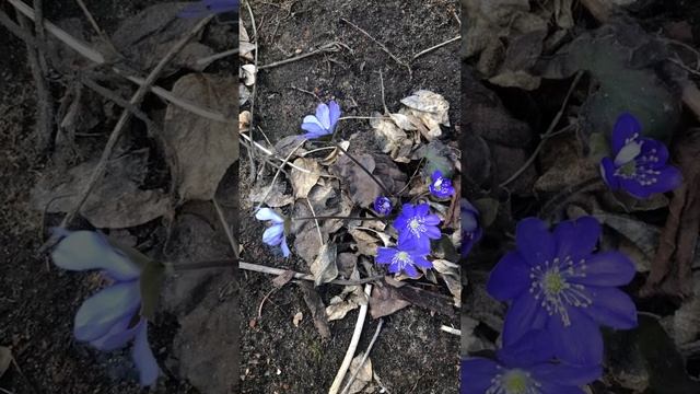 Показ цветения печеночницы смотреть онлайн