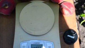 Инжирный персик Уфо-2 (04,07,19 ) persikovod.com