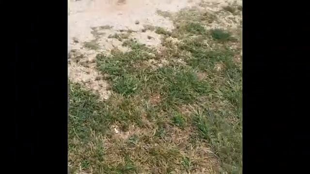 Stonehenge Georgia Guide Stones for the apocalypse The answers are within смотреть онлайн