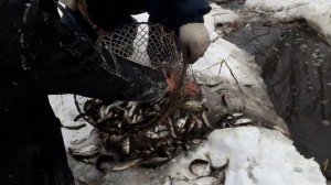 Ловим живца зимой сачком, мор рыбы.