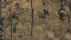 Красный конь  Песня из к ф Ветер Странствий