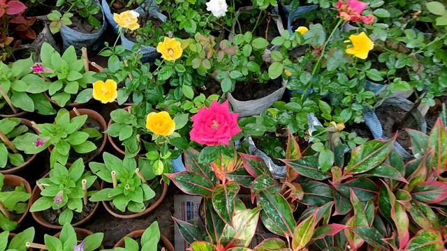 Winter Season Flower Plants  Petunia Chandramallika Rose Plant Hibiscus Nayantara At Galiff Stree