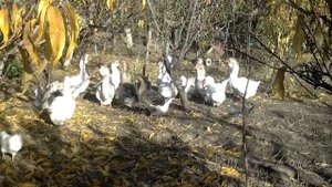 мои гуси холмогорской породы