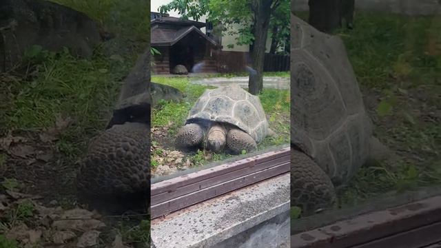 Московский зоопарк