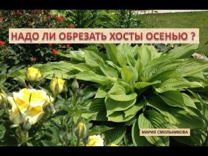 Надо ли обрезать хосты осенью ?