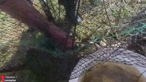 Пруд на даче. Вот такая получилась рыбалка? на паук и вершу. Запускаем карася в свой пруд на участк