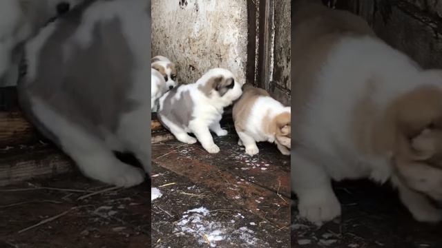 Щенки САО (алабай) смотреть онлайн