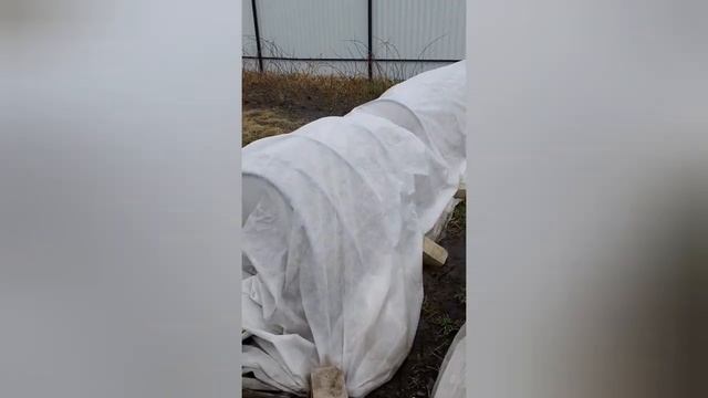 #черенкованиероз все как есть Липецкая область смотреть онлайн