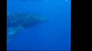 Укусила китовая акула за руку!