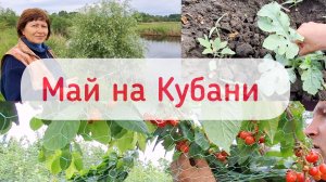 Садовые сетки не помогают | Дожди- у нас выходной | Арбузам быть!