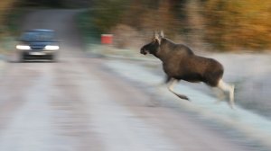 Животные в шаге от гибели / Невероятные случаи везения снятые на камеру