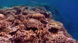 риф Sheraton Sharm Resort 4*