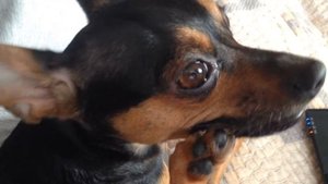 Той Терьер грызет ногти? Той Терьер делает маникюр.