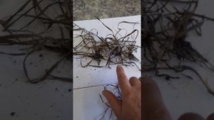 Действие глифошанса супер на пырей ползучий.