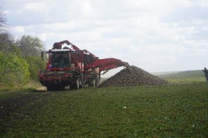 Уборка сахарной свёклы