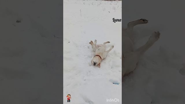 Феерия