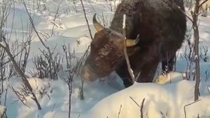 Калмыцкий скот объедает ветки в Плейстоценовом парке.