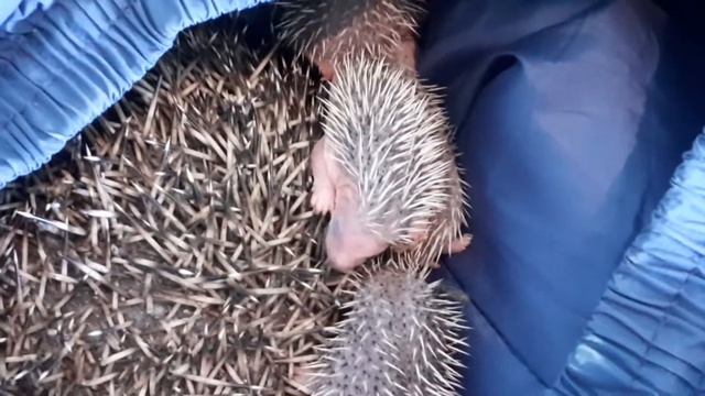 Привез ёжика на дачу мышей ловить, через два дня вот что было............. смотреть онлайн