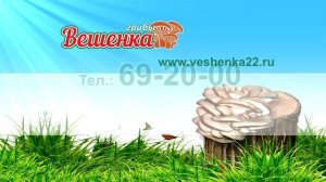 Мед-ТВ: реклама грибов вешенка