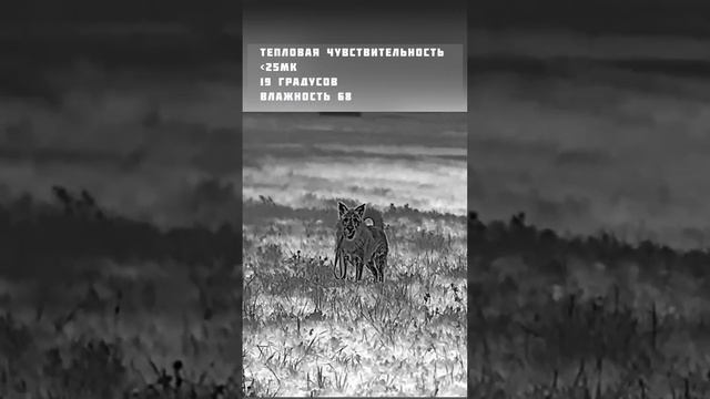 ВЫБИРАЕМ ТЕПЛОВИЗОР. ТЕПЛОВАЯ ЧУВСТВИТЕЛЬНОСТЬ - ЗА ЧТО ОТВЕЧАЕТ ЭТОТ ПАРАМЕТР? #охота #hunter #gun