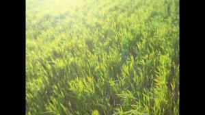 Натаска дратхаара на перепела.