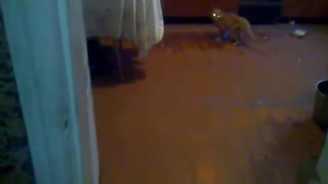 Как ходит кот смотреть онлайн