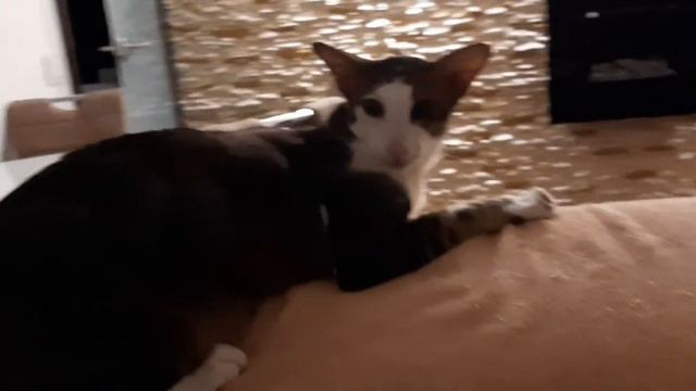 Ориентальный кот: вечерний сбой😸| Oriental Cat: Evening Playing|Orientalischer Kater: Abendspiele