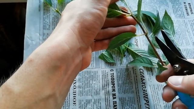 ЧЕРЕНКОВАНИЕ ГОРТЕНЗИЙ. ЛЕТНЕЕ ЧЕРЕНКОВАНИЕ МЕТЕЛЬЧАТОЙ ГОРТЕНЗИИ.
