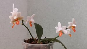 Phal. Mini Mark (фаленопсис Мини Марк)