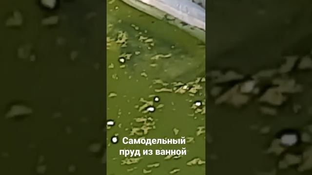 Пруд из обычной ванной на участке с карасями)пруд на участкепруд своими рукамипруд на даче смотреть онлайн