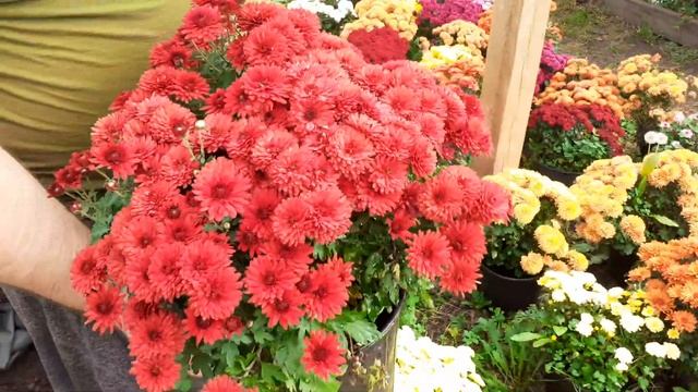 Хризантема мультифлора взрыв цветения. смотреть онлайн