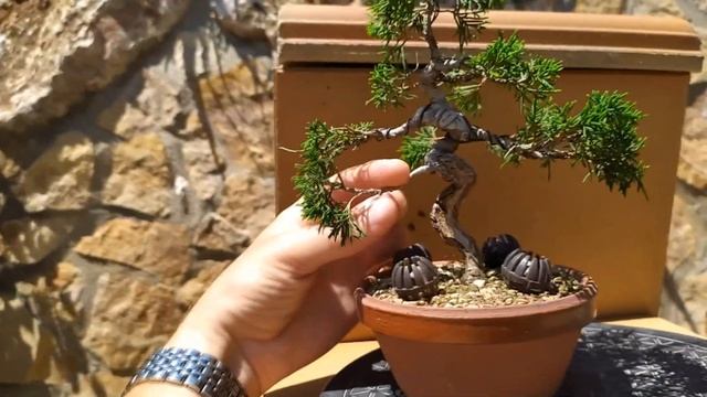 Бонсай из можжевельника Итоигава. Секреты формирования можжевельника бонсай