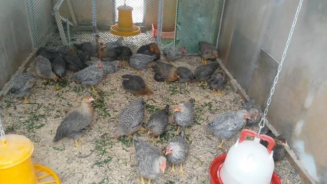 легбары кремовые хохлатые. из Шатаграда. смотреть онлайн