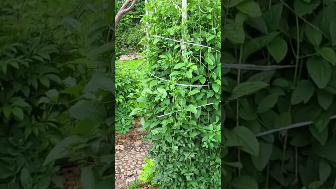 Опоры для клематисов. Подвязка. Спрашивайте каталог саженцев в вацапе 89193271772 смотреть онлайн