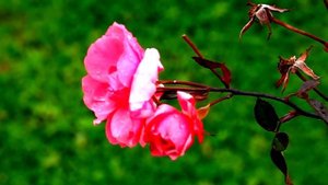 Dancing Rose - Sony RX10 M4 with 1000FPS