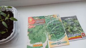 Посев рукколы