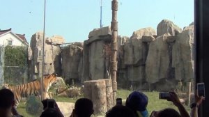 Tiger Feeding Show in Shanghai Wild Animal Park