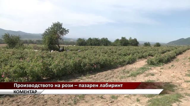 Агрокоментар: Производството на рози – пазарен лабиринт, автор: Валентина Спасова