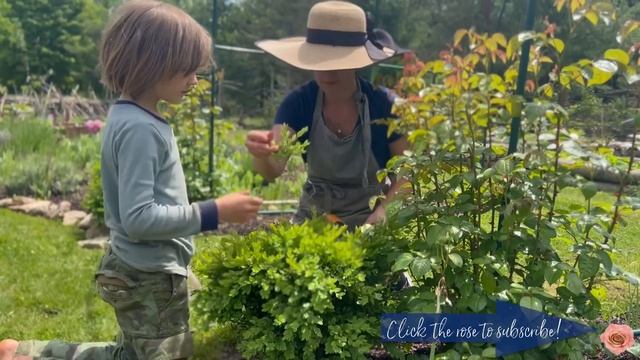 SUMMER ROSE GARDEN TOUR 2022 | Which Roses do I Grow | How to Propagate Boxwood смотреть онлайн