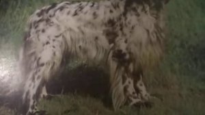 Оранжевая песня(Вот уже подряд два дня я сижу рисую, красок много у меня(наброски)