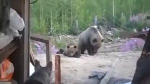 Медведица ринулась защищать своих медвежат.