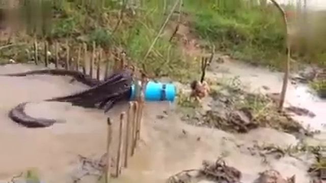 Анаконда(1) смотреть онлайн