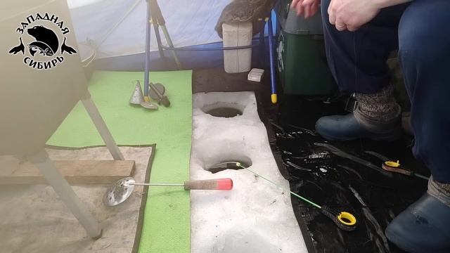 Отлично отловились в бесклевье! Салтаим, КРУПНЫЕ караси! смотреть онлайн