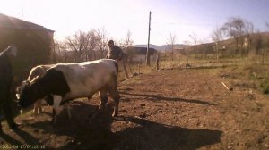 Весенняя пахота огорода на быках.