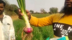 Best result on onion  by greenplanet bio product 8805485922# organic farming # Network marketing