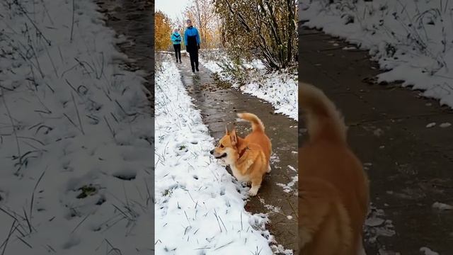 Зачем они в мокрый снег кросс в парке бегают, не знаете?