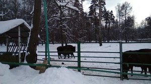 2018-02-22 Приокско-террасный заповедник, Зубровник ч.3